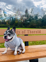 Dog on Bench